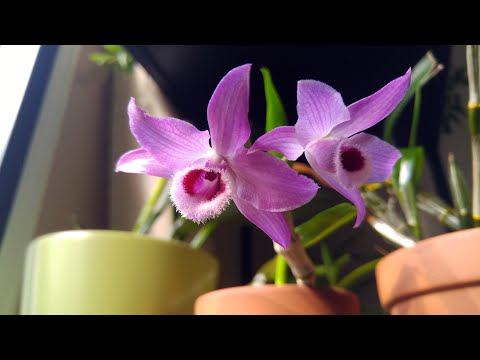 Dendrobium parishii - compact, fragrant and very pretty :)