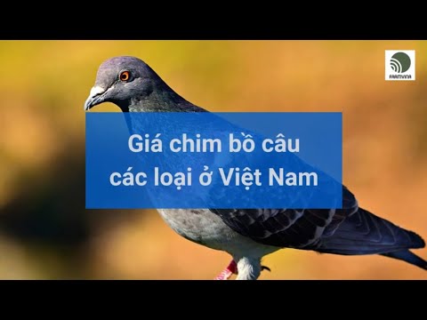 , title : 'Giá chim bồ câu các loại ở Việt Nam'