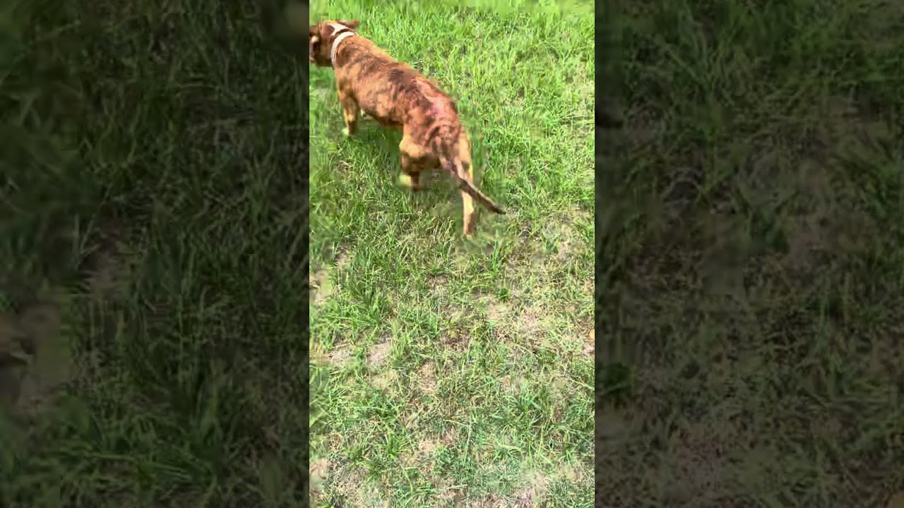 Enlarge Marcus Antonius, a Adoptable Pit Bull Terrier in Rocky Mount, NC video 3/3