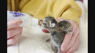 Download lagu It's ALL ABOUT THE CATS today with the Animal Rescue League of Iowa mp3