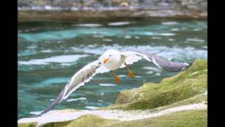 : "You'll Never Be The Sun" by Dolores Keane