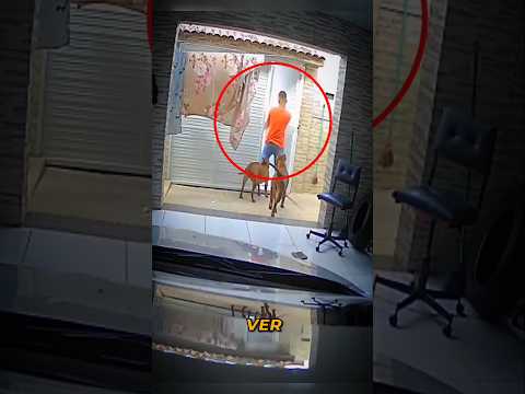 This is how real guard dogs react to strangers #animals #dog #pets