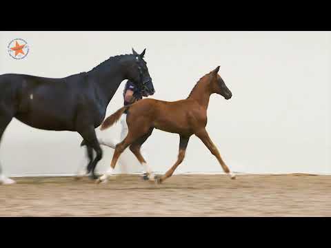 59. Olympia G (Vivaldi x Negro) - www.prinsjesdag.eu