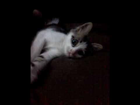 القط بيبو المضحك