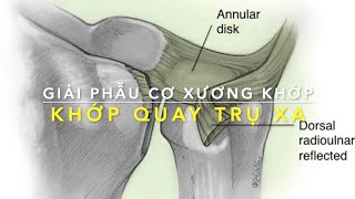 Khớp quay trụ xa