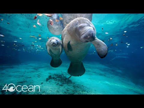 Save the Manatee 4ocean