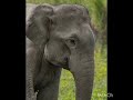Dertne Elephant Trumpet