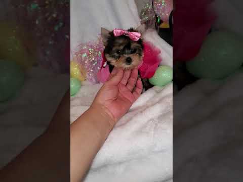 Tiny Zoey. 9 Weeks