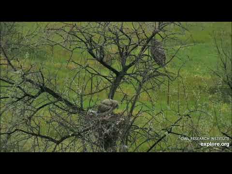 Great-horned Owl @Roger's Place - 5/25/2022 - Little one is all alone