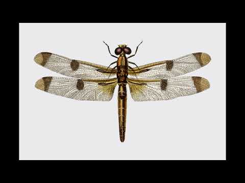 (FREE) LOOP KIT/SAMPLE PACK  - RINGSIDE (Melodies, Chords,Soul, Trap)