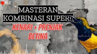 Download lagu 🔴 MASTERAN SOGON KENARI MIX PRENJAK BETINA 🔥 KOMBINASI PEMBANGKIT EMOSI CEPAT GACOR!! #sogon  mp3