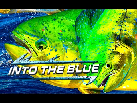 MAHI MISSION! EPIC Mahi Mahi *FISHING* in the FLORIDA KEYS - Into The Blue Is Back On YouTube!!!