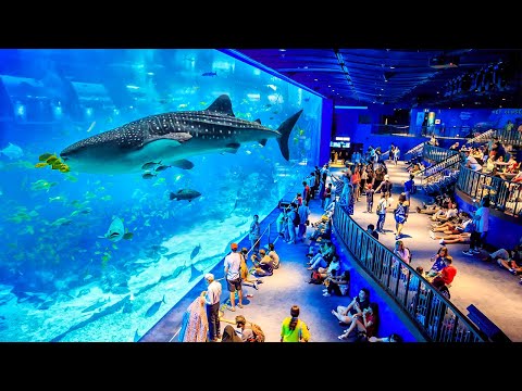 Top 5 Best Aquariums in The World | World's Largest Aquarium