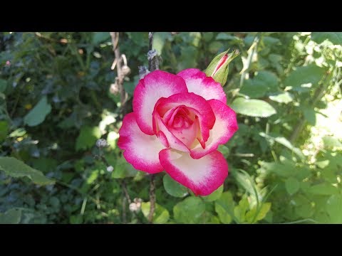 download lagu mp3 mp4 Hannah Gordon Rose, download lagu Hannah Gordon Rose gratis, unduh video klip Hannah Gordon Rose