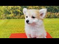 Cachorro Pomsky Hembra Rojo Con Blanco 4365 Aquanatura Barcelona