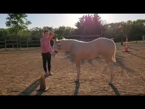 2021 One Smokin Skyline by Snipers Smoking Gun- show prep