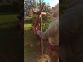 use the Archimedes windlass to to lift heavy objects #bushcraft #primitive #survival