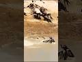 Caught On Camera Wildebeest Fight For Life Against Ruthless Crocodiles