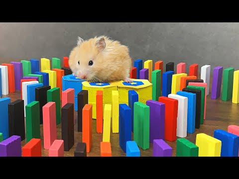 Hamster und Domino | Hamsterreaktion