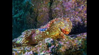 Diving Batemans Bay