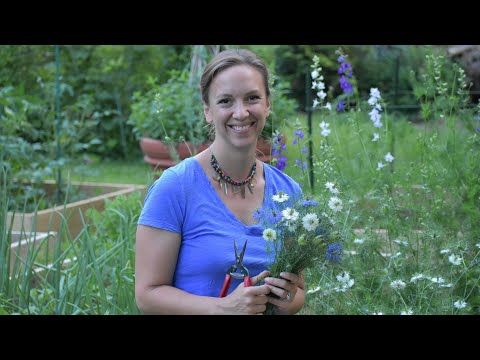 How to harvest Love-in-a-Mist // Cut Flower Garden // Northlawn Flower Farms