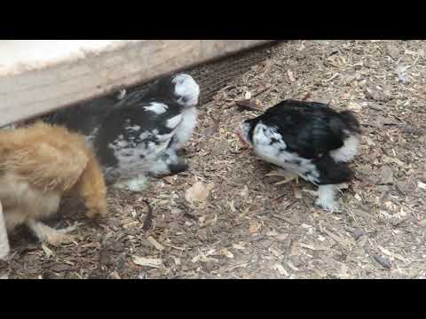 Mottled Cochin Bantams + Silkies