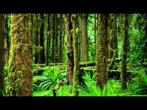 Nature Sounds: Crickets, Frogs & Birds【Rainforest, Jungle, Beautiful Night Sounds】