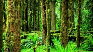 Nature Sounds: Crickets, Frogs & Birds【Rainforest, Jungle, Beautiful Night Sounds】