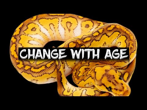 Ball Pythons that Change Colors with Age