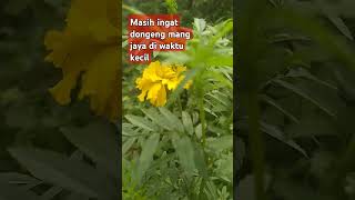 Download lagu Mengingat di masa kecil dongeng mang jaya #salaminteraksi #petani #cabairawit #hiburan mp3