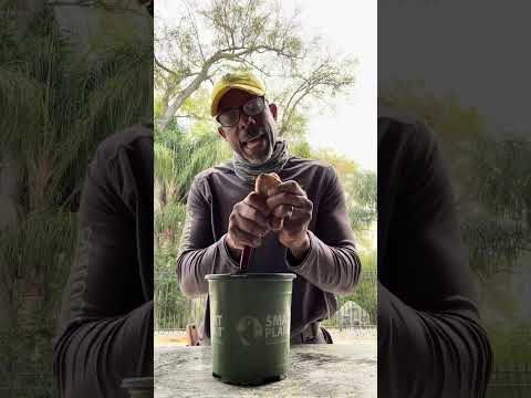 Growing Sweet Success: A Guide on How to Plant a Mango Seed