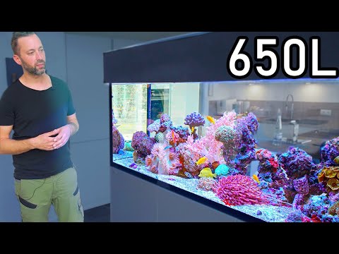 Perfecting your aquarium // Solving problems in a running system