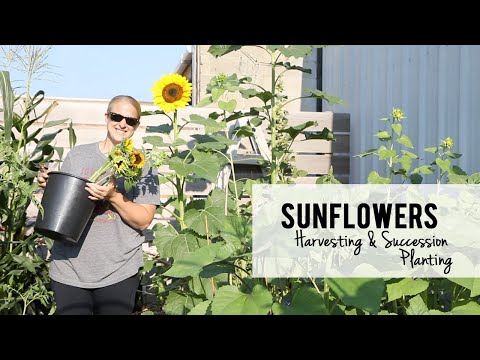 Sunflowers : Harvesting and Succession Planting for my Cut Flower Garden and Market Bouquets