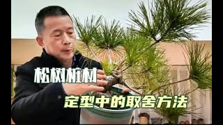 出枝繁杂的松树桩材怎样去取舍定型