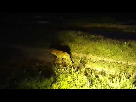 Djuma: Lone Hyena walks by in front of the cam - 18:30 - 03/23/20