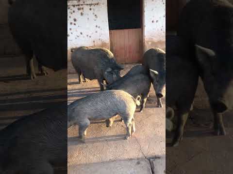 Mas uma entrega feita com sucesso fazenda marrecas em Itapipoca Ce a máquina da suinocultura