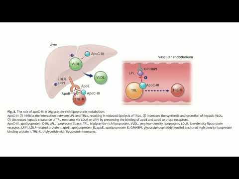 New Therapeutic Approaches to the Treatment of Dyslipidemia 1: ApoC-III and ANGPTL3