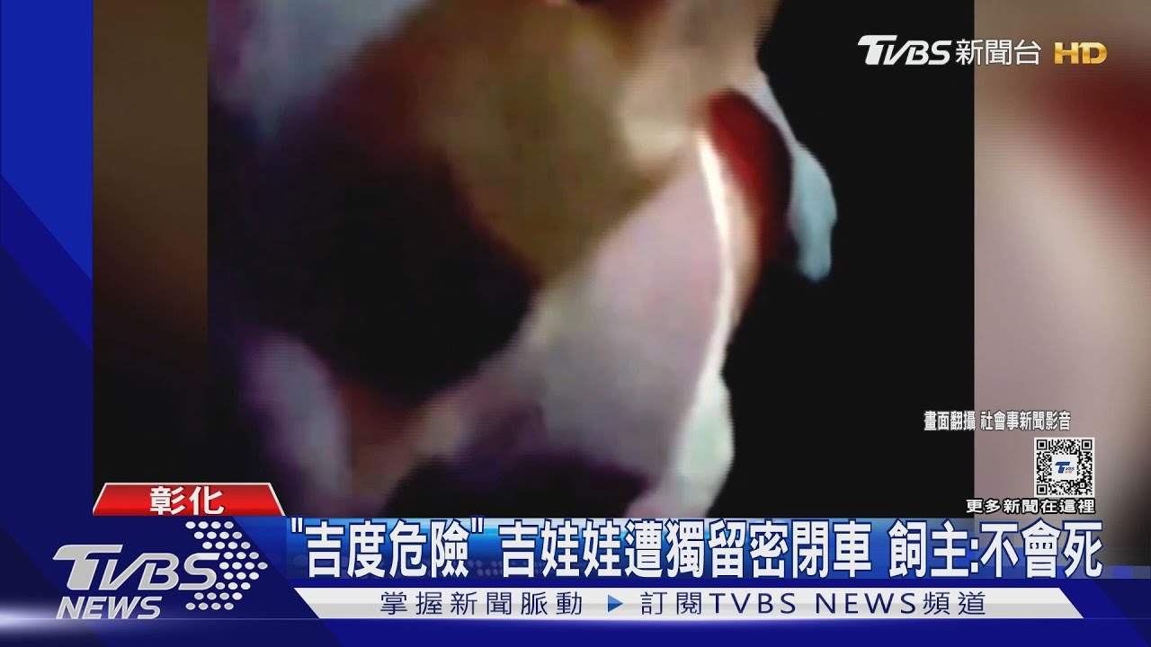 吉度危險!吉娃娃遭獨留密閉車 飼主:不會死