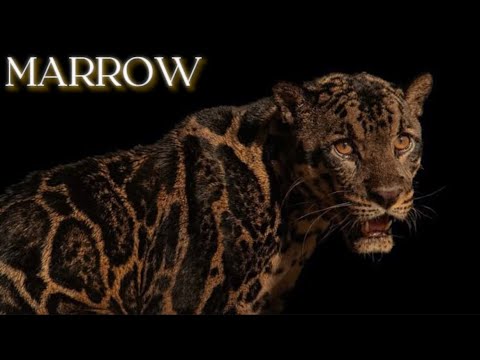 MARROW | Ego Death, Nervous System Rebirth and Reclaiming Identity (Subliminal Activation)