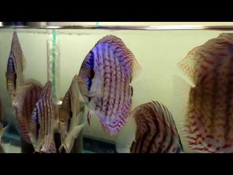 Exotic Discus - High Quality Show Tank Discus Fish