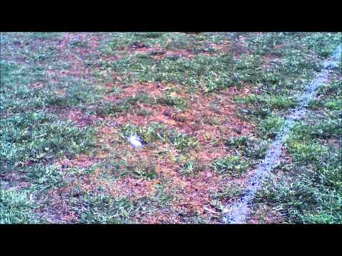 X Flag Football Irvine FlagFootball highlights Videos Plays XFlagFootball League.wmv