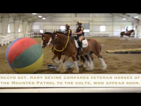 Clydesdale Colts of NCC 2014