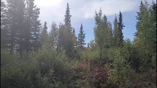brown bear vs tracker