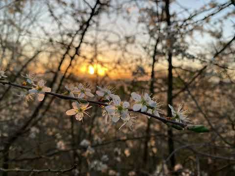Meditation music                                                               موسیقی مدیتیشن