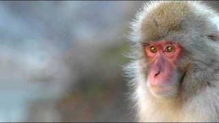 DJ Frost vs Coolcut - The Monkey