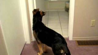 German Shepherd puppy learning how to open door