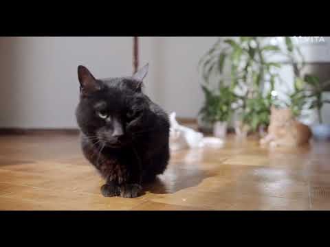 Baby cats-cute and fanny cat vidio compilation#