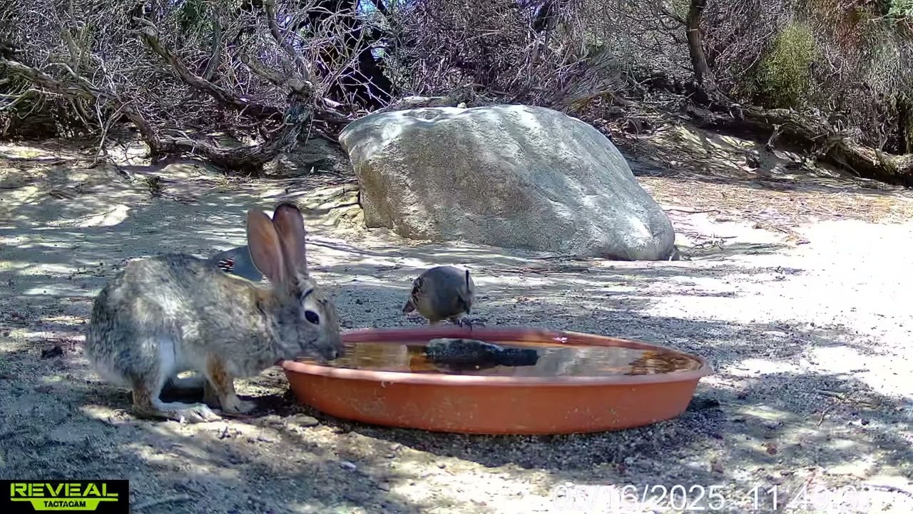 S3E23: A moment of sharing...a cottontail and quail drink water together