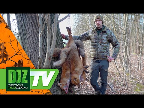 Fox hunting with a 1280 sensor - the new Hikmicro Habrok Pro HX60LN in action!