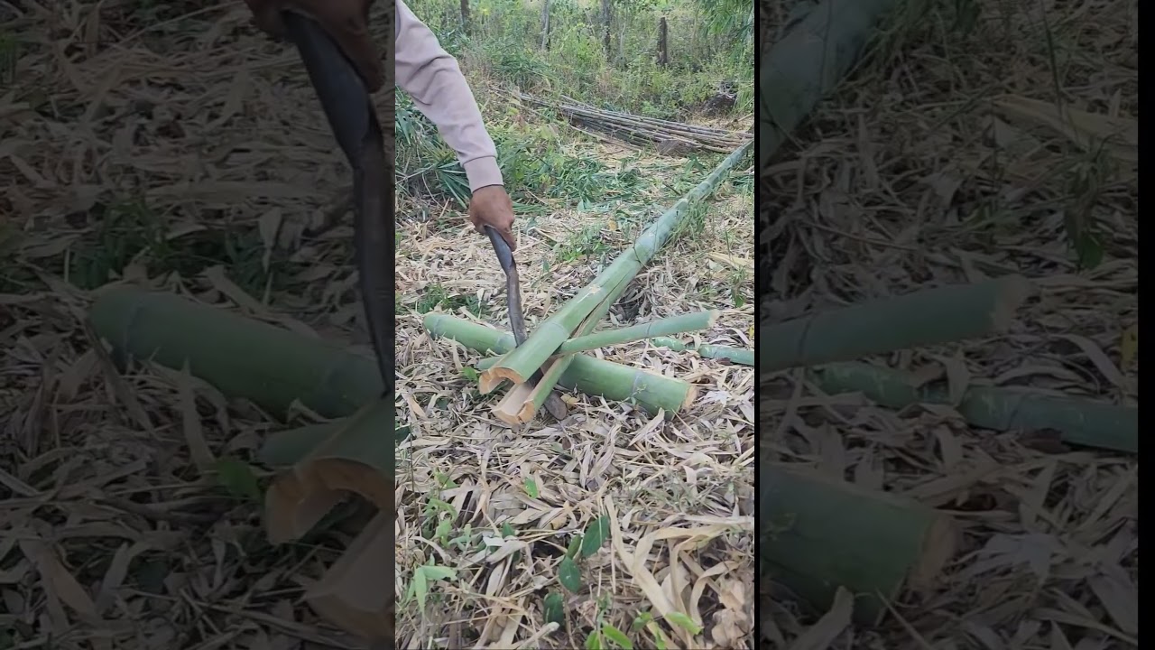 bamboo  split #shortvideo